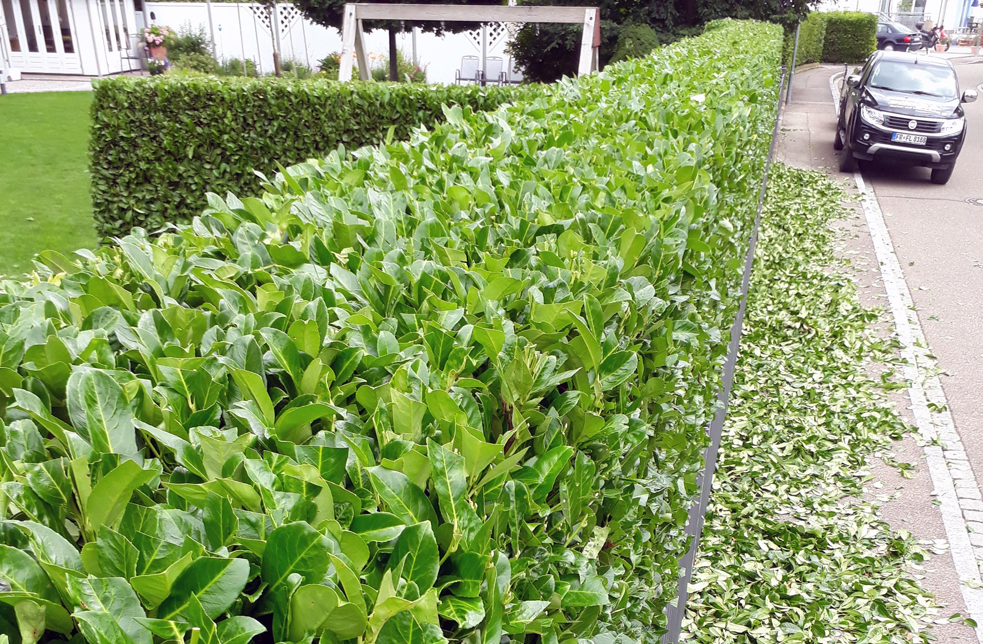 Foto einer gerade geschnittenen Hecke mit dem Laub daneben